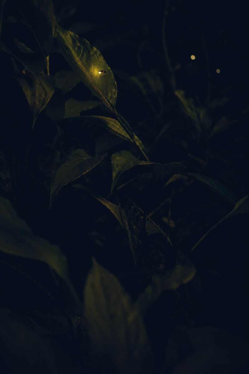 A firefly in the planting at night